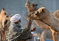 Camel Fair Tour